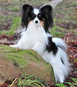 Papillon blog 2013-12-16